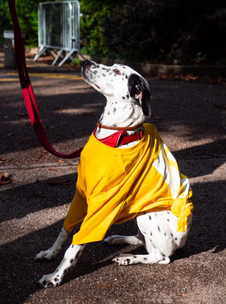 Un dalmatien portant le t shirt de la marche jaune.